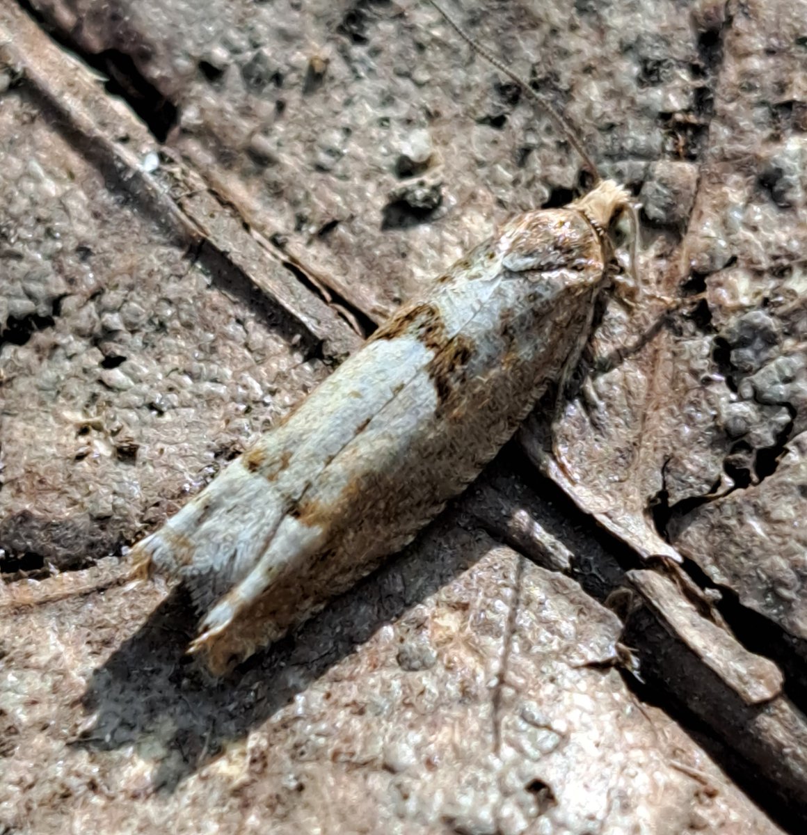 UteSchmid's tweet photo. @ViewFromShikhar Thanks for inviting us to share #insectphotography. This tiny tiny moth was snapped while exploring #martinsvalleytract part of the #simcoecountyforest system, ON, Canada. #ResidentialTourist #Snowflakelady https://t.co/WGyBZyjPNH