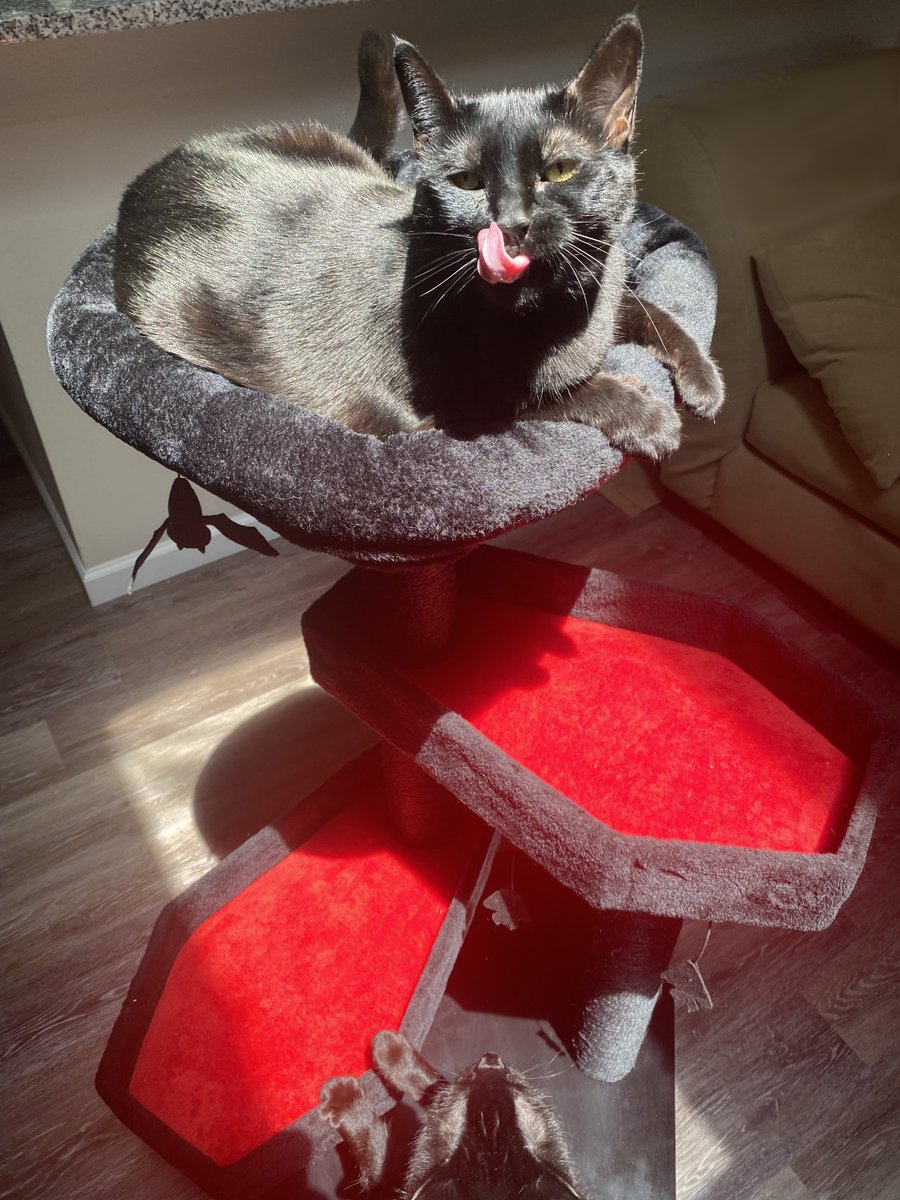 Got some new cat trees 🐈‍⬛ and the cats have been absolutely loving them so far. 👁️👅👁️