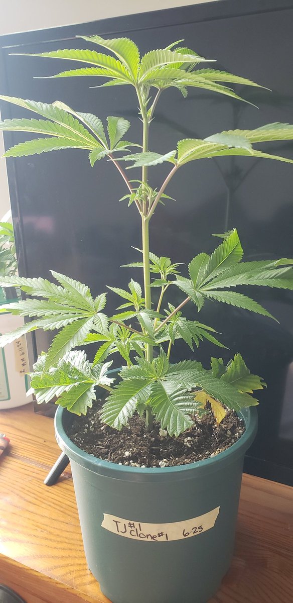 rossman91's tweet photo. First clone of Trico Jordan is ready to get sent out to a friend Hope everyone is having an awesome weekend https://t.co/6pMvRIMqjI