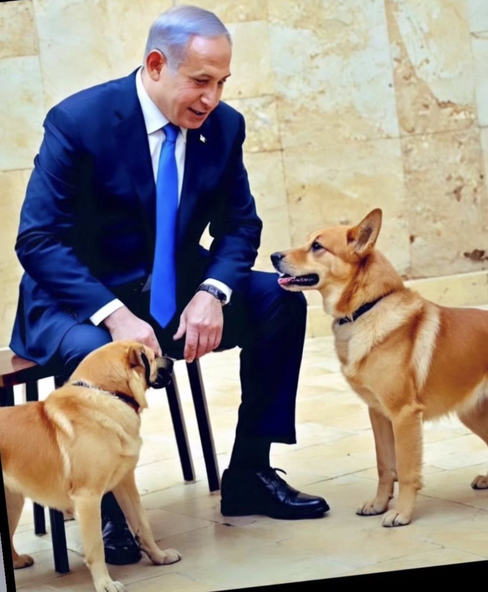 Arzuxxij's tweet photo. Fotoğrafta kaç tane Köpek var..??? https://t.co/QkI2rrrHZC