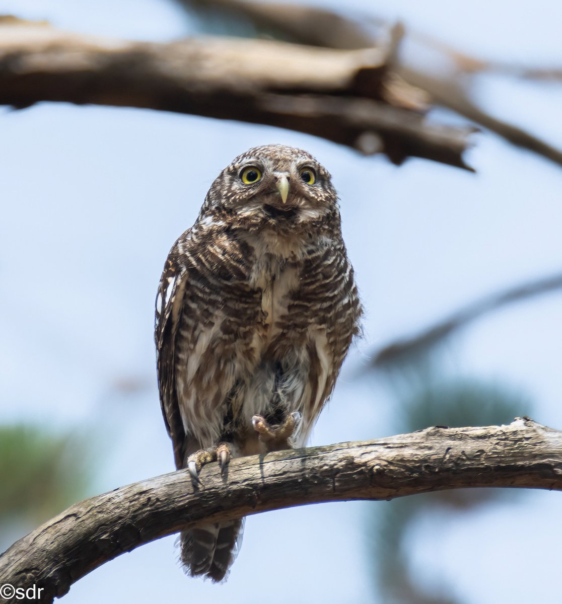 sanshali1's tweet photo. Asian Barred Owlet taking off @IndiAves @ragnyabhawani #birdsofhimachal #BBCWildlifePOTD #BirdsSeenIn2024 https://t.co/Zb33PWoSly