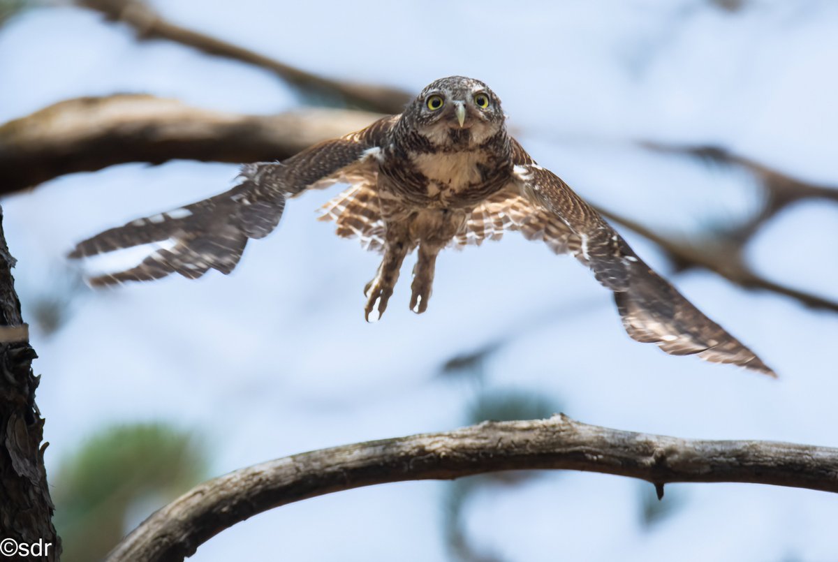 sanshali1's tweet photo. Asian Barred Owlet taking off @IndiAves @ragnyabhawani #birdsofhimachal #BBCWildlifePOTD #BirdsSeenIn2024 https://t.co/Zb33PWoSly