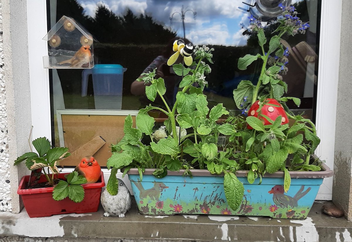 MuireannRanta's tweet photo. #birdsandthebees #natureconnections #windowbox #residentialcare https://t.co/Gcvq8wmA82