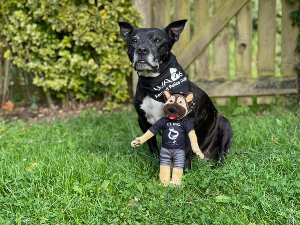 Retired Police Dog Stella the Staffie tweet media