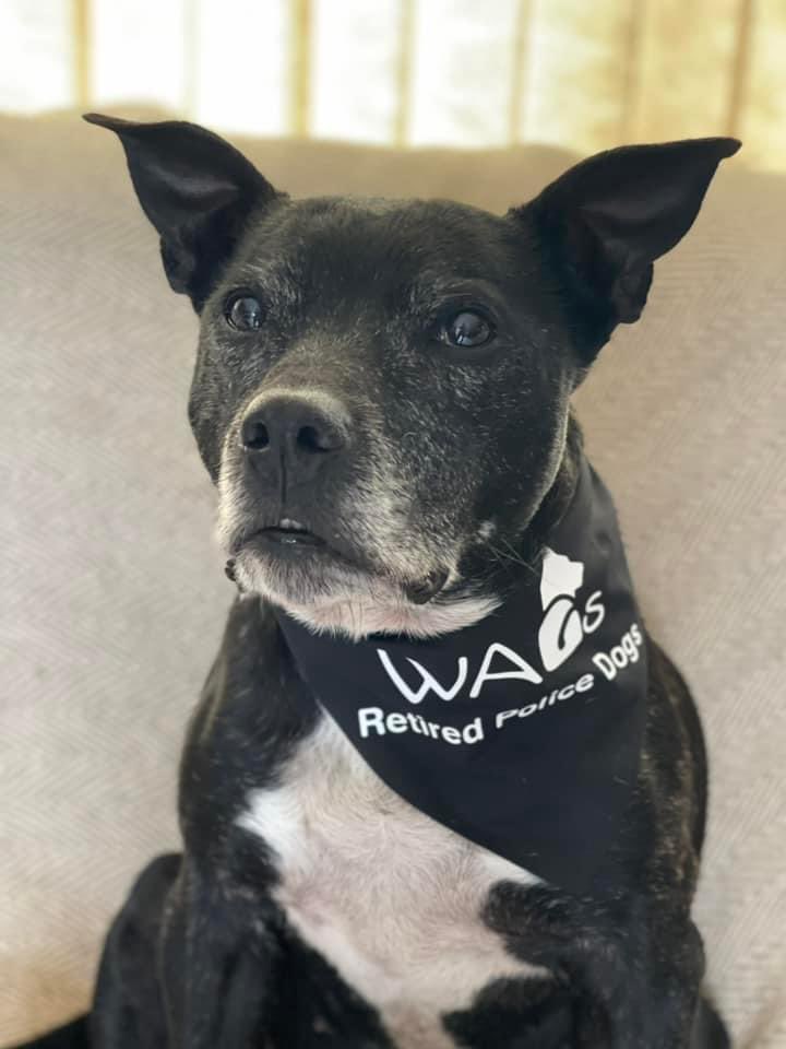 Retired Police Dog Stella the Staffie tweet media