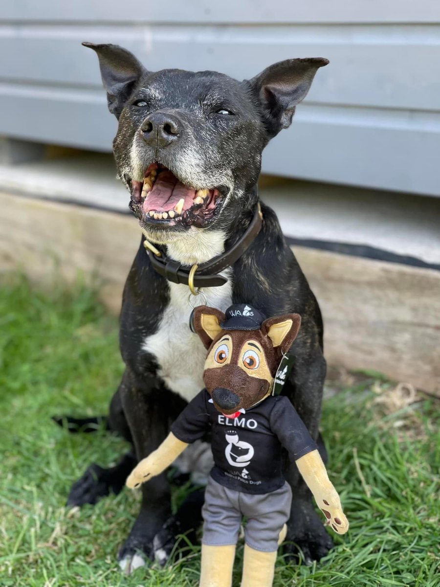 On #staffieSaturday thank you to <a href="/999WAGS/">WAGs Retired Police Dogs</a> for all their support. I’ve had a rough time, I’m feeling better thanks to WAGS &amp; the amazing care from The Renew Centre. Thank you to everyone who follows my life &amp; the support you give me &amp; your kind donations to WAGS for my care ❤️
