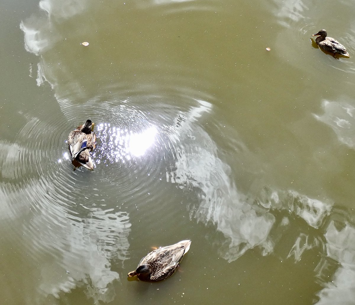 cboisseau4's tweet photo. 💙📷[#sunny #dayl] #mallard #colvert #rennes #brittany https://t.co/92zvuE46Do