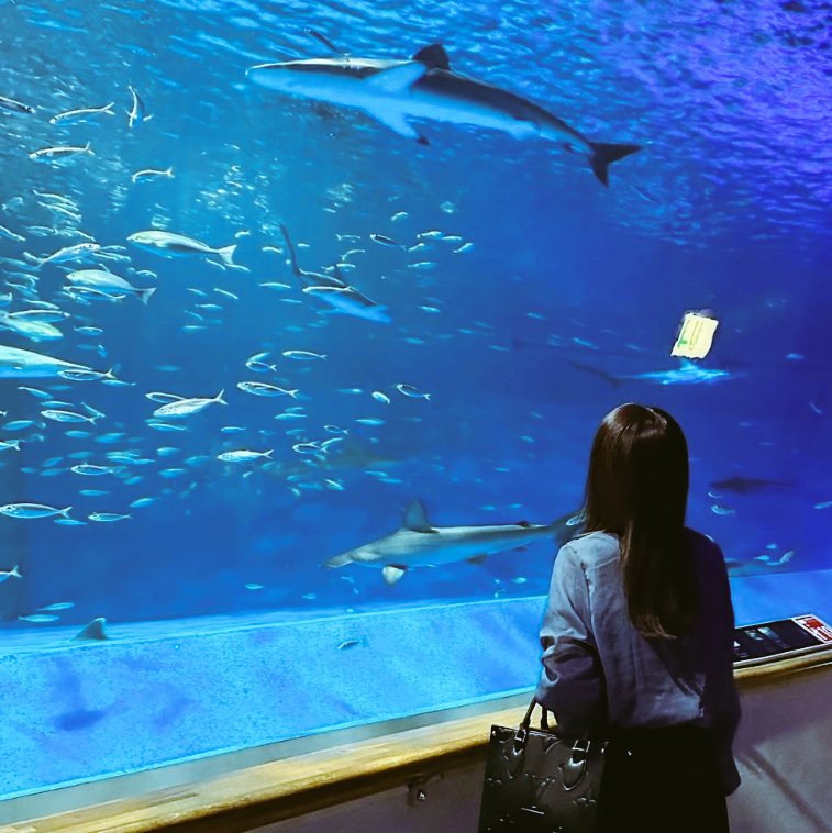 We went to aquarium today and saw many sharks! 🦈