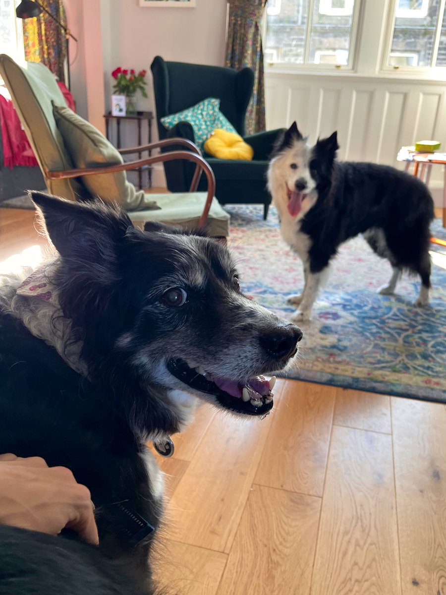 brodiethedog's tweet photo. A lovely visit from gorgeous Milla and Meadow from Twitter! @MarishkaMistry #collieclub #tweetup https://t.co/VfBdxw5tQI