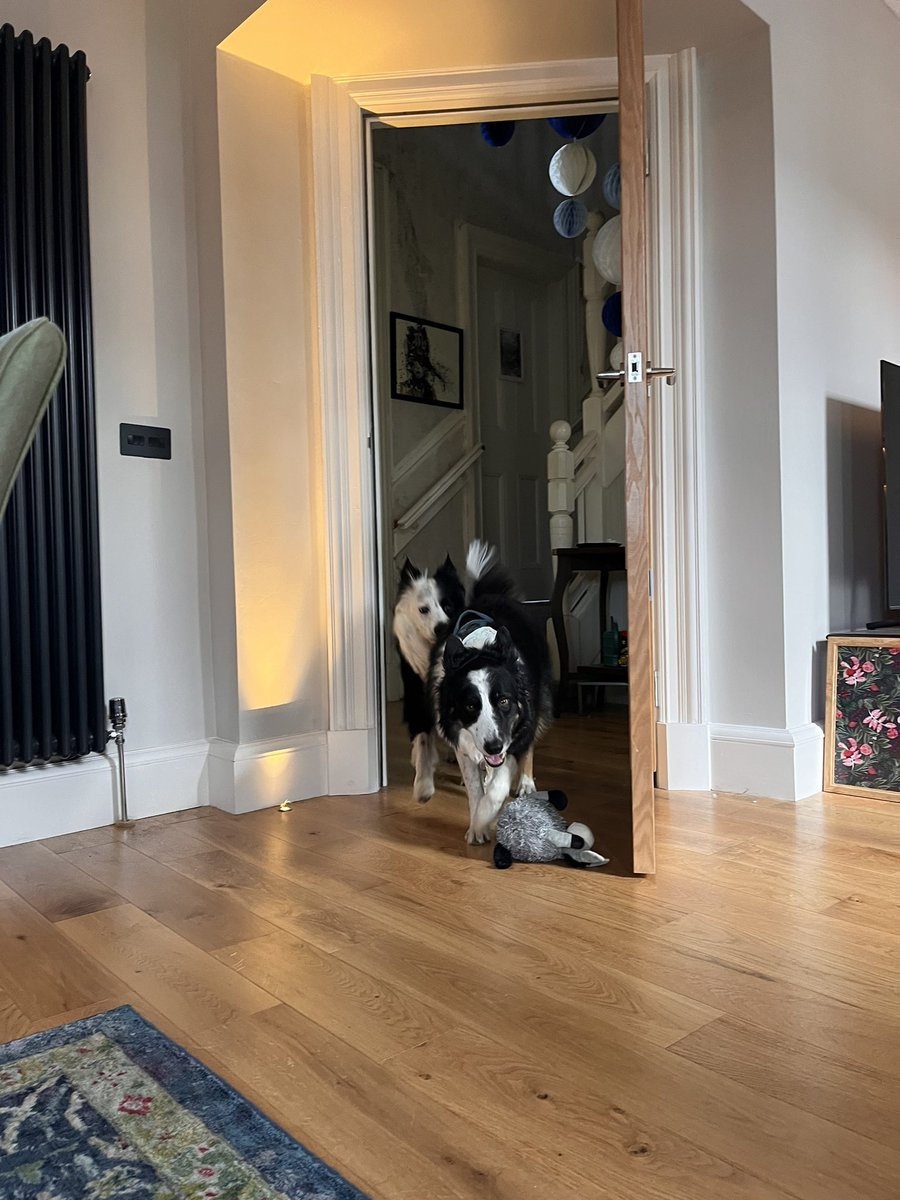 brodiethedog's tweet photo. A lovely visit from gorgeous Milla and Meadow from Twitter! @MarishkaMistry #collieclub #tweetup https://t.co/VfBdxw5tQI