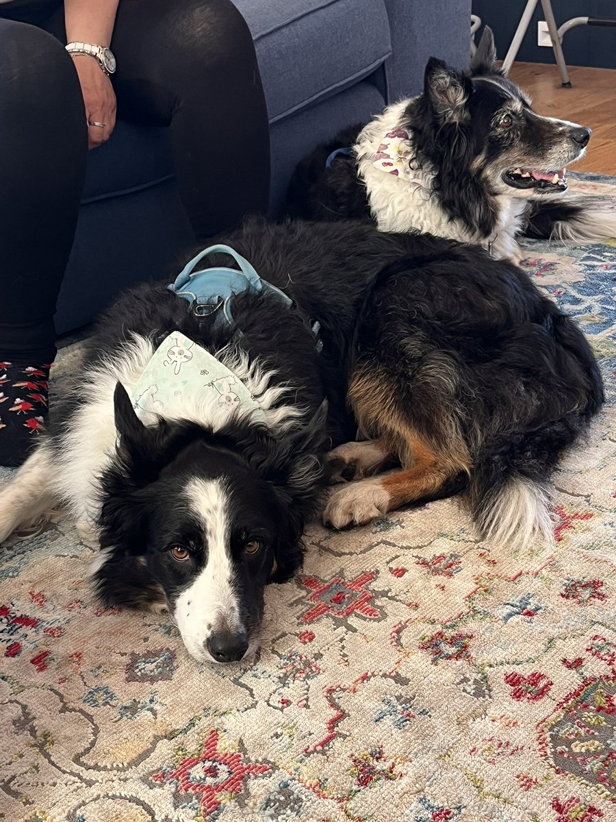 brodiethedog's tweet photo. A lovely visit from gorgeous Milla and Meadow from Twitter! @MarishkaMistry #collieclub #tweetup https://t.co/VfBdxw5tQI