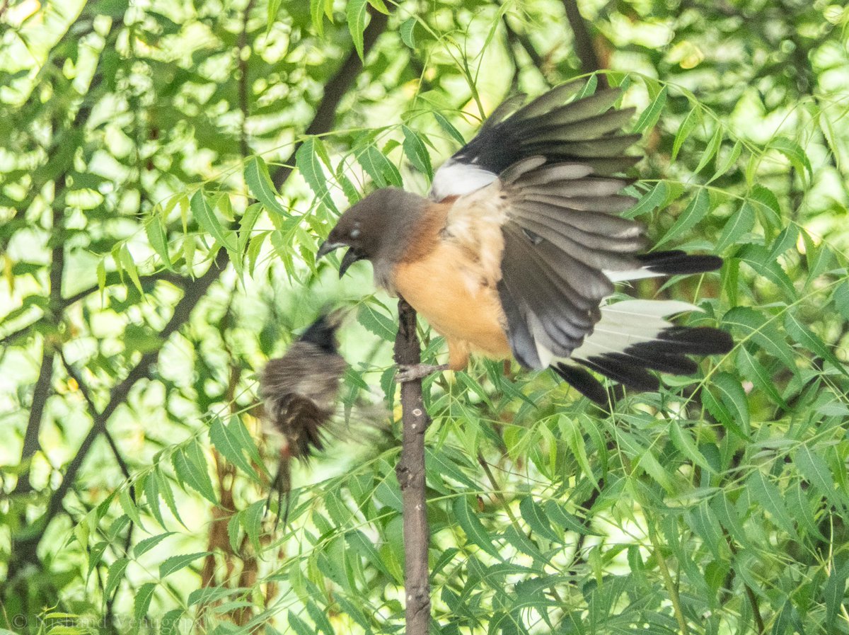 nvgpal79's tweet photo. When they are together,
The size of the opponent doesn't matter...
Rufous #treepies are nest raiders. But the Red vented #bulbuls coordinated attack must have foiled its attempt.
@indiaves #IndiAves #nature #bird #biodiversity #animalbehaviour #birds
https://t.co/xJ3oYAq3d4 https://t.co/Q97qoN2sWA