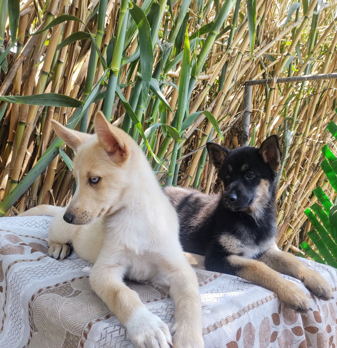 davidpen_pena's tweet photo. Papá, mamá, hijas!! 🤍🤎🖤🧡🐾🐾🐾🐾🐾🐾🐾🐾 https://t.co/QRrGPCFMB1