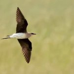 Photo by Notts Birdwatchers (@NottsBirders)