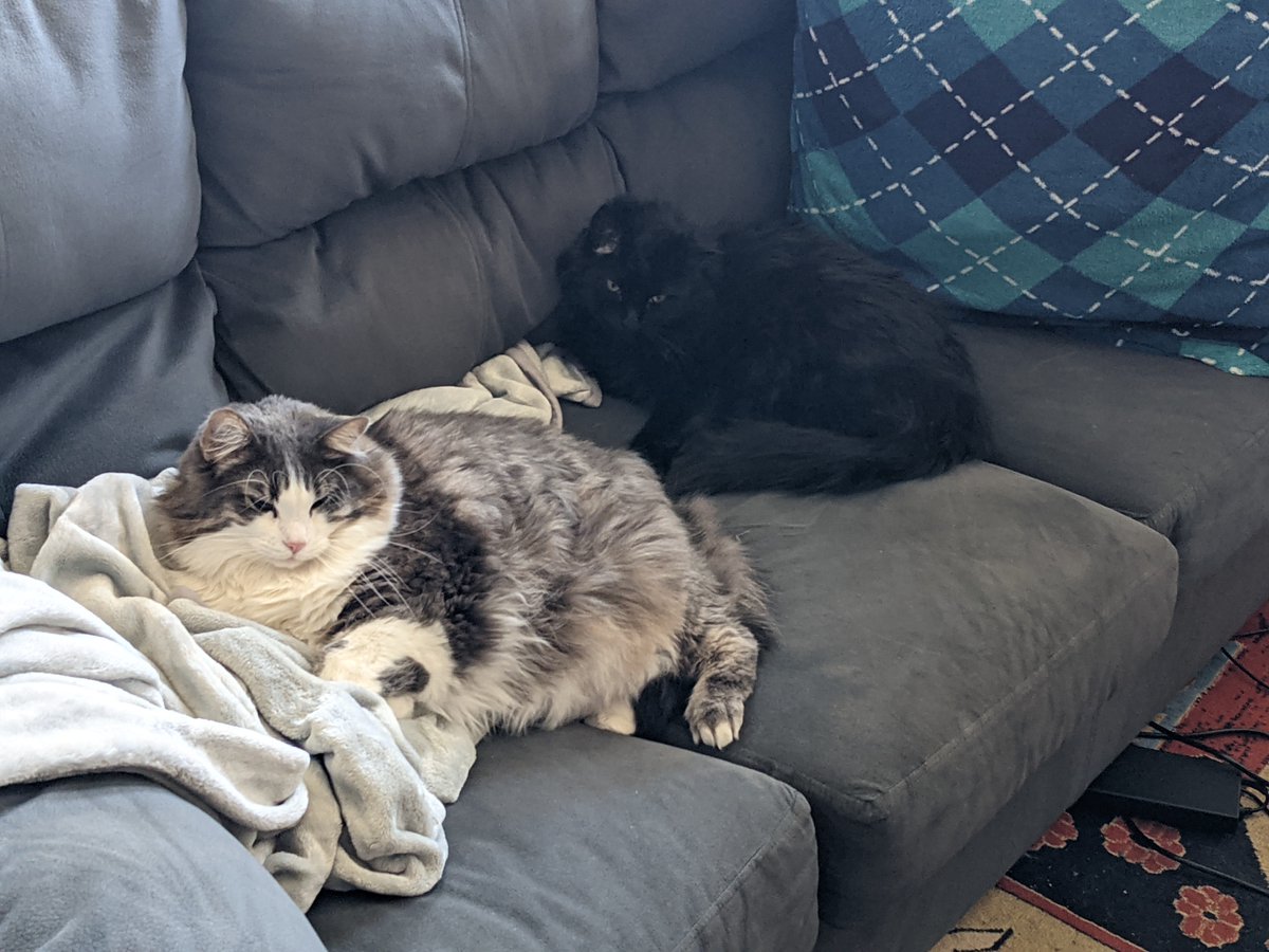 hinderingpaws's tweet photo. 🐈‍⬛🐈💤💤Hope everyone has a relaxing #Caturday 💤💤🐈🐈‍⬛
#CatsOfX #CatsLover #couchpotato https://t.co/45NleyDRUG