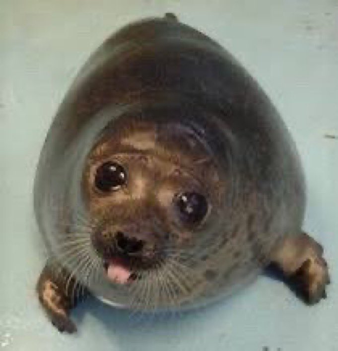 hehe :3 im feeling a lil silly :3 Yep im a silly lil seal :3