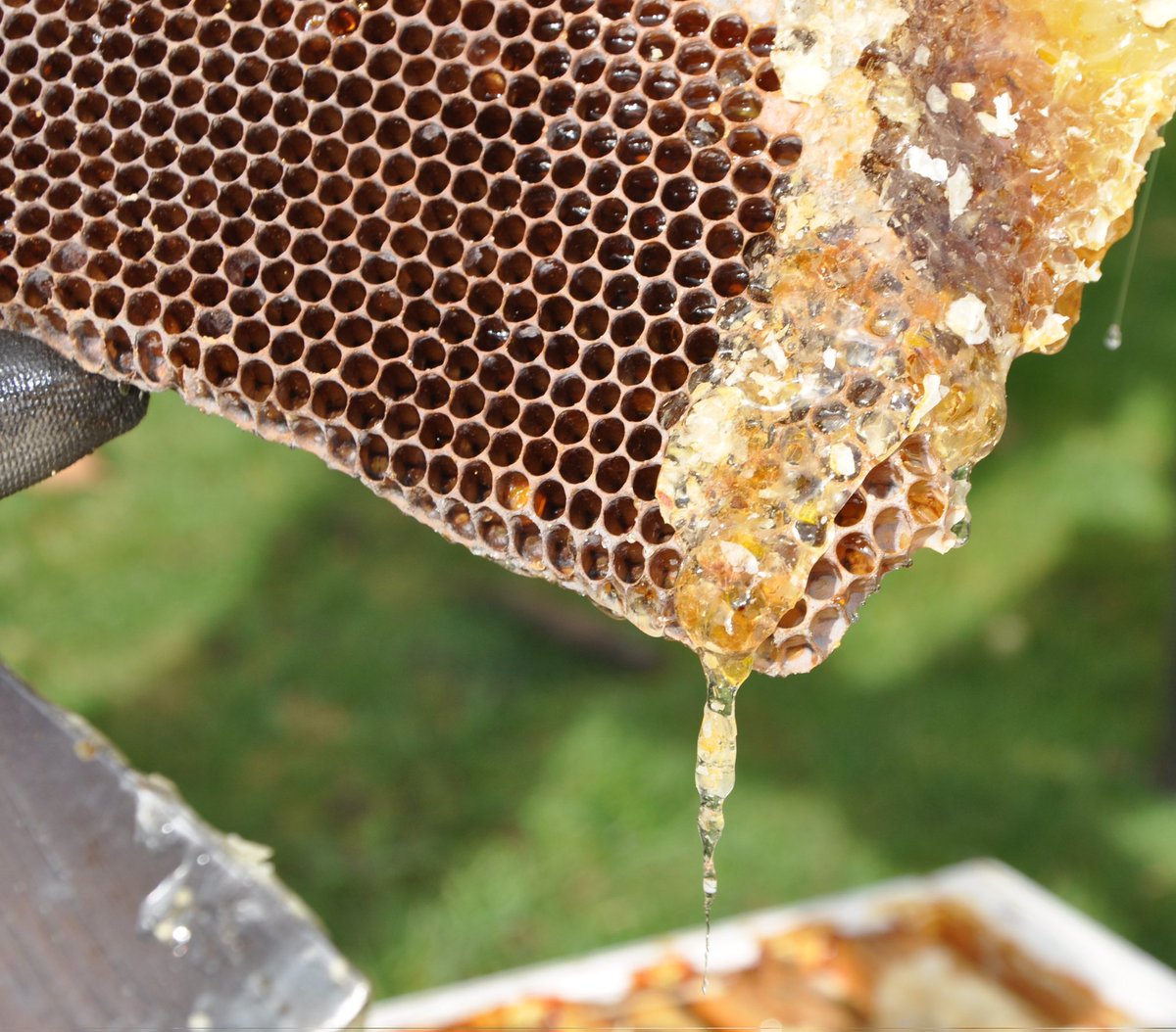 Förderverein Museumsdorf Düppel e.V. (@dueppel_ev) on Twitter photo 🍯🐝 Am Sonntag, den 14. Juli (10-18h) sind unsere Ehrenamtlichen im #MuseumsdorfDüppel bienenfleißig. Am Aktionstag "Wie kommt der Honig ins Glas" erfährt man alles über #Bienen, ihren #Honig und die Geschichte der #Imkerei!
📌Mehr <a href="/StadtmuseumBLN/">Stadtmuseum Berlin</a> : stadtmuseum.de/veranstaltunge… 🍯🐝 Am Sonntag, den 14. Juli (10-18h) sind unsere Ehrenamtlichen im #MuseumsdorfDüppel bienenfleißig. Am Aktionstag "Wie kommt der Honig ins Glas" erfährt man alles über #Bienen, ihren #Honig und die Geschichte der #Imkerei!
📌Mehr <a href="/StadtmuseumBLN/">Stadtmuseum Berlin</a> : stadtmuseum.de/veranstaltunge…