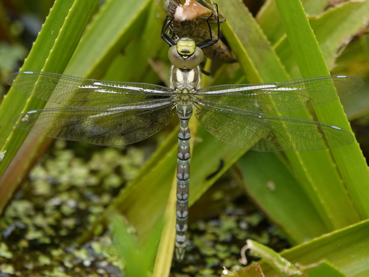 Welsh_Nature_Lady 🏴 tweet media