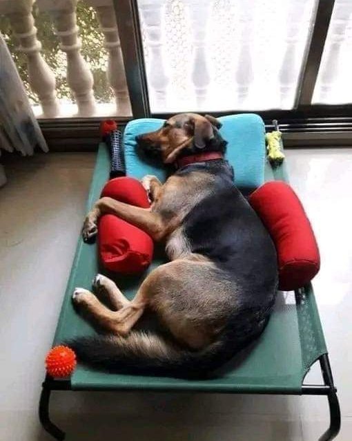 Woof Family tweet media