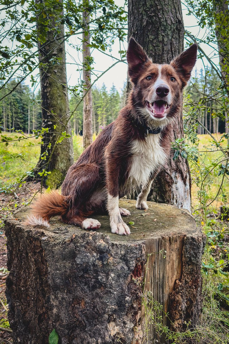 Only dog we've ever had that point blank refuses to pose for a camera...which is annoying as she's a canny looking mutt 🫤

#dog #bordercollie