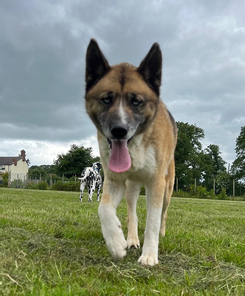 AdoptionsUk's tweet photo. Please retweet to help Mystique and Furry find a home together #MOLD #WALES #UK 
'DNA tests are back and our beautiful Mystique and Furry ARE brother and sister so glad we offered to help Mystique too they are Akita x Husky x Samoyed x GSD both dogs prefer to live outside unless you are home so need a secure garden they do not like being in a crate or pen Mystique manages but Fury panics if kept in we would love a home where they can have access to indoors if someone's home but access to outside or a safe garden at night they are not noisy x' -Shad's Legacy Rescue 
DETAILS OR APPLY FOR MYSTIQUE AND FURRY👇
https://t.co/YGQ8y8cEPj
☎️07711 388042
EMAIL👇
enquiries@meadowviewdogs.co.uk

#dogs #Wrexham #dog #adoptdontshop #Rescuedogs #Akita #Husky #GermanShepherd #Samoyed #NorthWales #England @Nightowl400 @LisaClareRead2