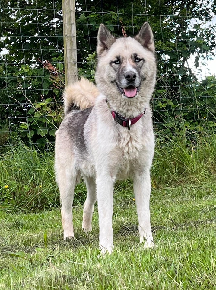Please retweet to help Mystique and Furry find a home together #MOLD #WALES #UK 
'DNA tests are back and our beautiful Mystique and Furry ARE brother and sister so glad we offered to help Mystique too they are Akita x Husky x Samoyed x GSD both dogs prefer to live outside unless
