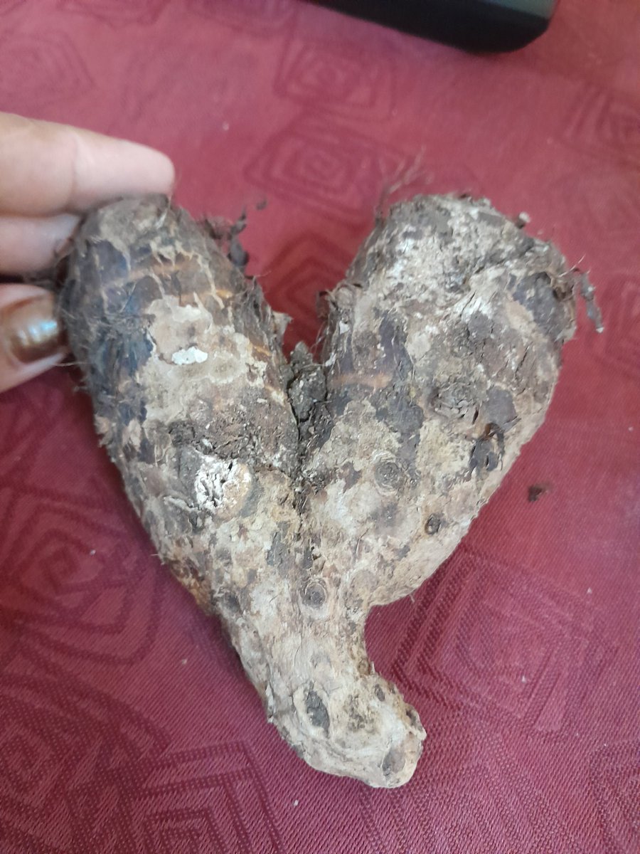 AlmaCamila1985's tweet photo. ¿Cómo les va el sábado? Ummmm 👇 a mi, de amores, me llegan mensajes hasta del agro 😝

Feliz fin de semana familia, en #ModoVerano y contra todos los virus y plagas que puedan aparecer ✊️ por encima de ellos: VIVIREMOS. 

#HolguinSi es mi familia https://t.co/lWuw7rhj0F