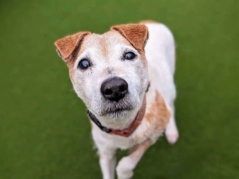 Please retweet to help Lolly find a home #CARDIFF #WALES #UK  AVAILABLE FOR ADOPTION, REGISTERED BRITISH CHARITY - DOGS TRUST✅
Jack Russell Terrier aged 14!!  Lolly is looking for an adult home as the only pet. She is quite spritely and enjoys her walks. Older dogs are