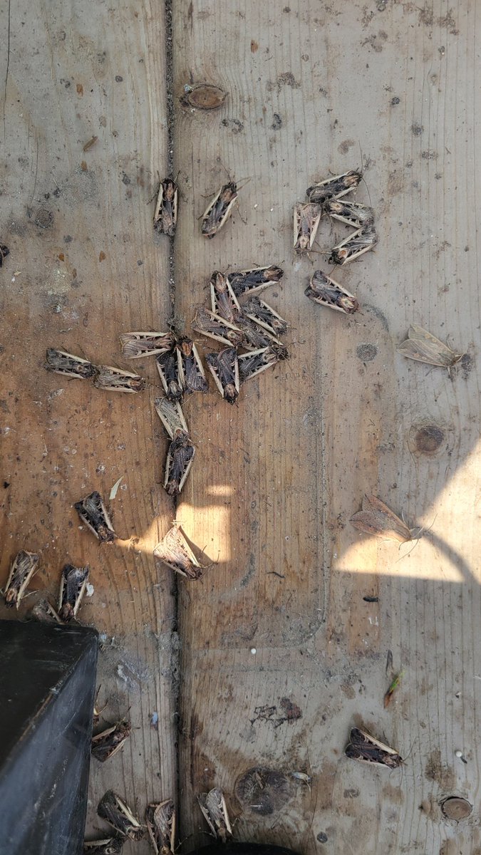 Natasha Weppler (@tash_leaf) on Twitter photo Collected nearly 200 western bean cutworm from our blacklight trap in Ridgetown ON! Collected nearly 200 western bean cutworm from our blacklight trap in Ridgetown ON!