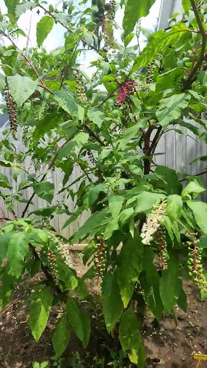 Re-Imaginations tweet media