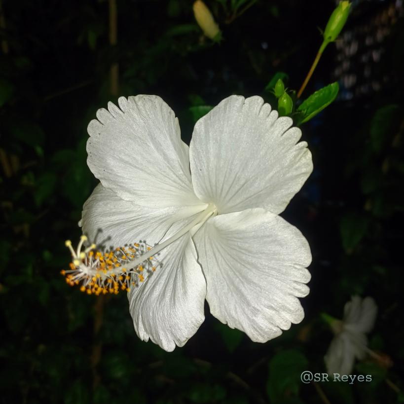 Srphotohub7's tweet photo. With a beautiful evening ending nature of flowers 🌷.
#flowergarden 
#PhotographyIsArt 
#streetsphotography 
#srreyes https://t.co/6AyOrrC68M