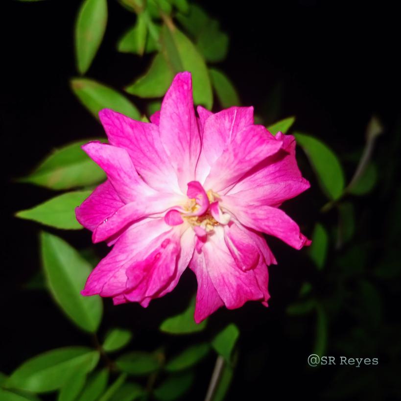 Srphotohub7's tweet photo. With a beautiful evening ending nature of flowers 🌷.
#flowergarden 
#PhotographyIsArt 
#streetsphotography 
#srreyes https://t.co/6AyOrrC68M