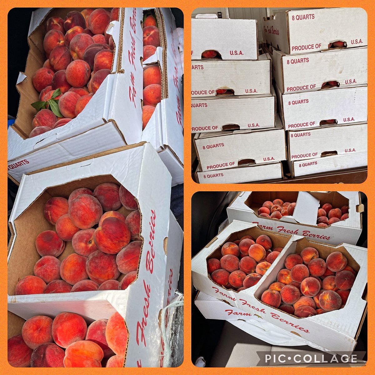 ChefGG76's tweet photo. 200 pounds of peaches were given to me earlier this week…Not one was wasted! 🧑🏽‍🍳
My kitchen looks like a market. 🍑

Peach BBQ Sauce
Peach Preserves &amp; Marmalade 
Pies &amp; Cobblers https://t.co/VEeY6BME3C