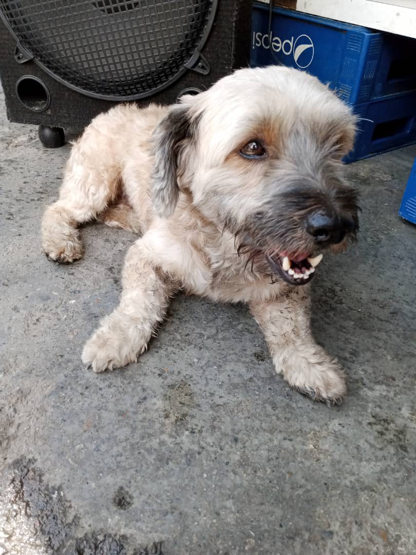 iveant's tweet image. este perrito esta  perdido por los lados de #sanmartin #ccs, se busca a su dueño, si alguien lo reconoce avisar por favor, tiene collar y está recién peluqueado @paraisorganiza @ParaisoActivo