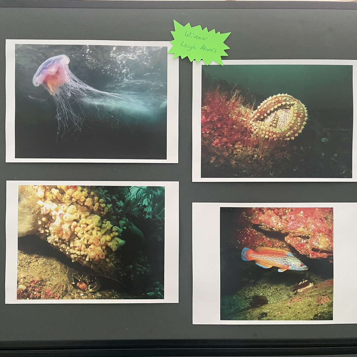 MorrisLeigh's tweet photo. At last nights @manxnature #FestivaloftheSea I was delighted to win @BiosphereIOM Biodiversity category for my 4 images taken in June, depicting the amazing underwater biodiversity around #IsleofMan, in the @DiscoverDiving #SplashIn2024 ๐คฟ๐ฎ๐ฒ๐ธ #bsacdivers #visitisleofman https://t.co/ui5EbQ2eLs
