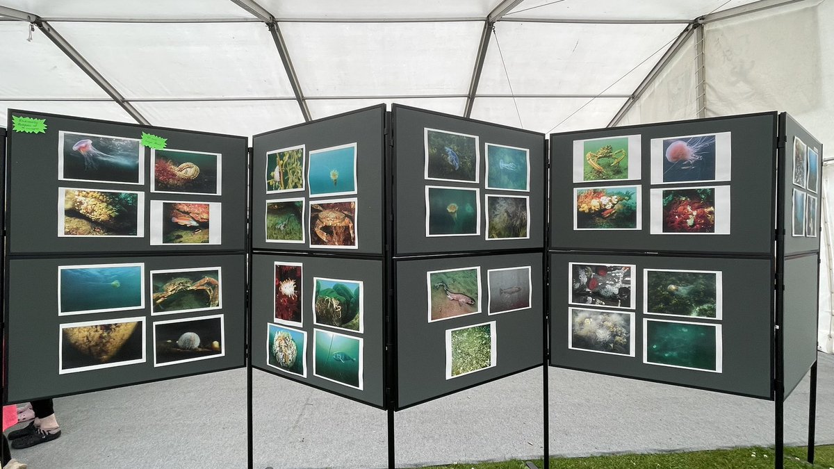 MorrisLeigh's tweet photo. At last nights @manxnature #FestivaloftheSea I was delighted to win @BiosphereIOM Biodiversity category for my 4 images taken in June, depicting the amazing underwater biodiversity around #IsleofMan, in the @DiscoverDiving #SplashIn2024 ๐คฟ๐ฎ๐ฒ๐ธ #bsacdivers #visitisleofman https://t.co/ui5EbQ2eLs