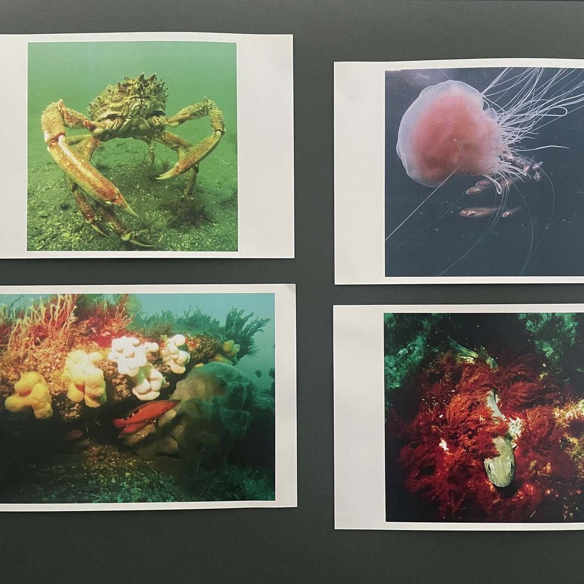 MorrisLeigh's tweet photo. At last nights @manxnature #FestivaloftheSea I was delighted to win @BiosphereIOM Biodiversity category for my 4 images taken in June, depicting the amazing underwater biodiversity around #IsleofMan, in the @DiscoverDiving #SplashIn2024 ๐คฟ๐ฎ๐ฒ๐ธ #bsacdivers #visitisleofman https://t.co/ui5EbQ2eLs