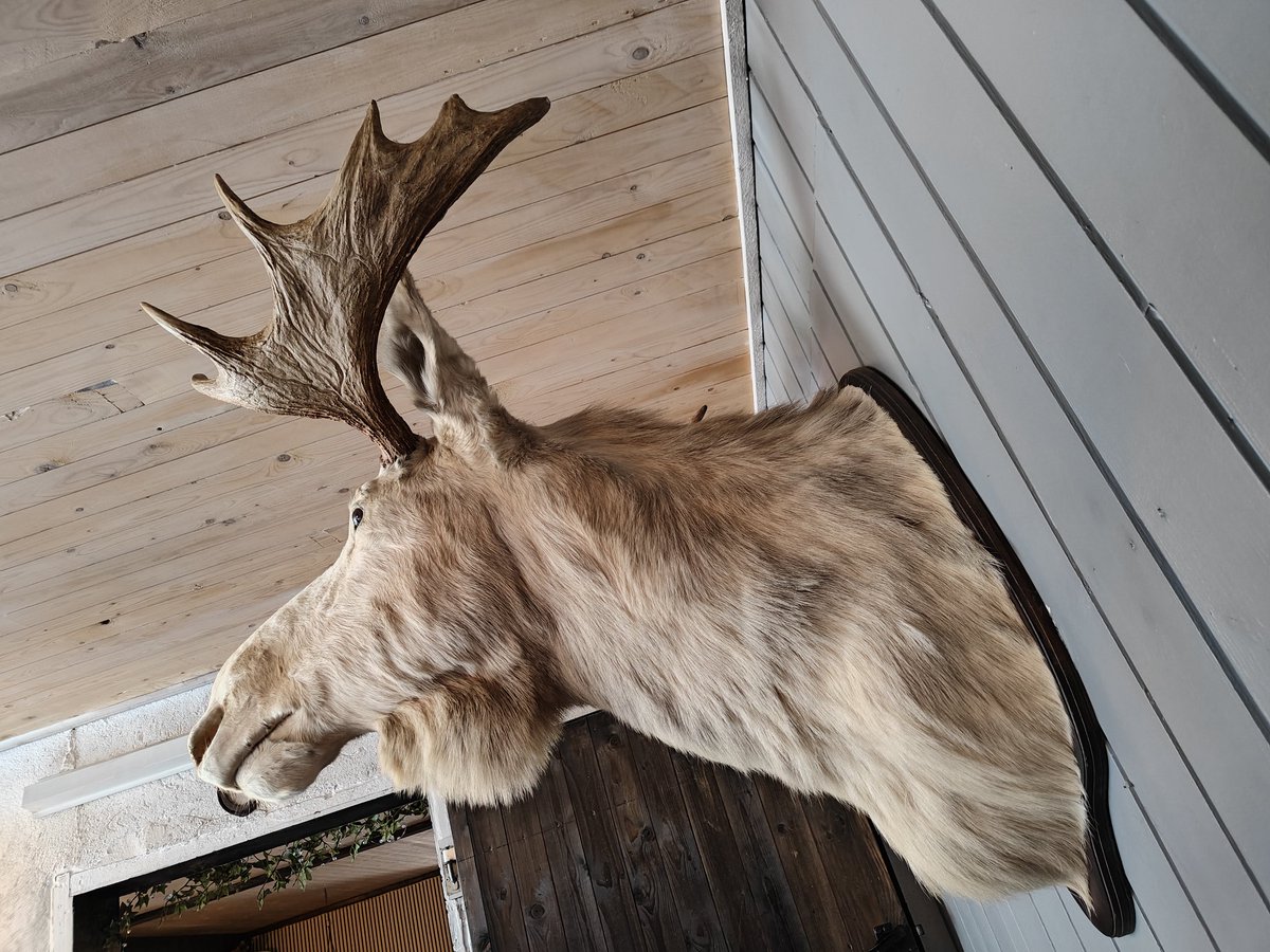 LyftBlicken's tweet photo. Väntar på mat, kompisen bredvid har nog väntat länge... Han ser lite blek ut. https://t.co/Qij6wHFXsr