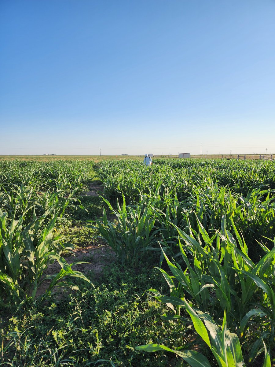 Saini DK tweet media