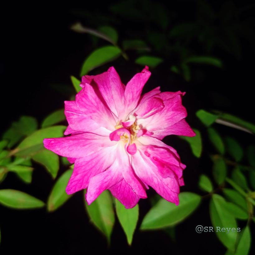 Srphotohub7's tweet photo. With a beautiful evening ending nature of flowers 🌷.
#flowergarden 
#PhotographyIsArt 
#streetsphotography 
#srreyes https://t.co/6AyOrrC68M