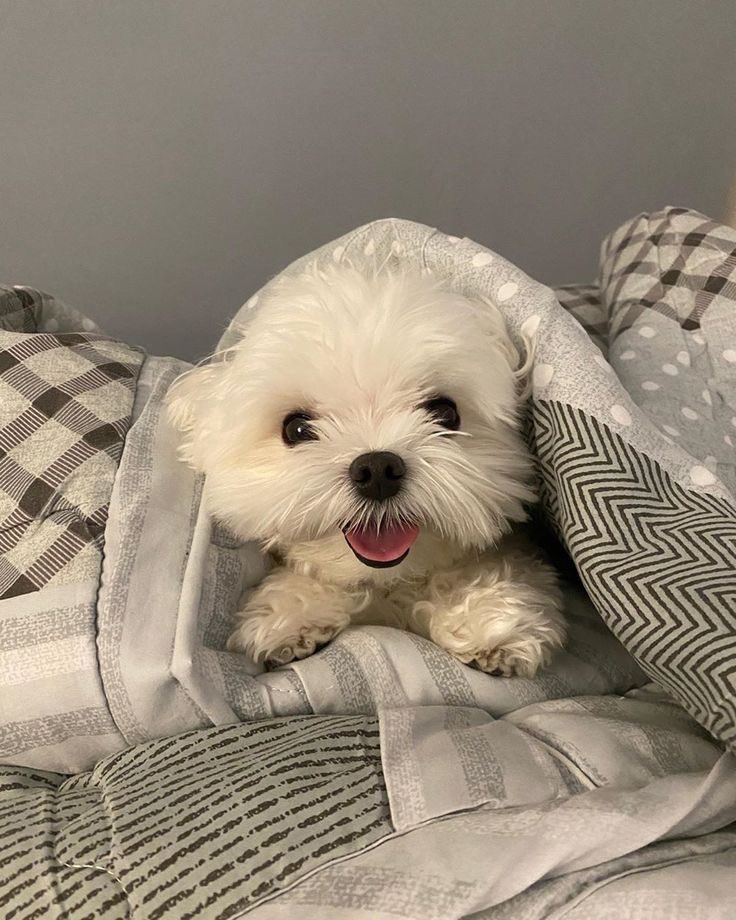 twaniimals's tweet photo. 🤍 https://t.co/CiDRDFrQsO