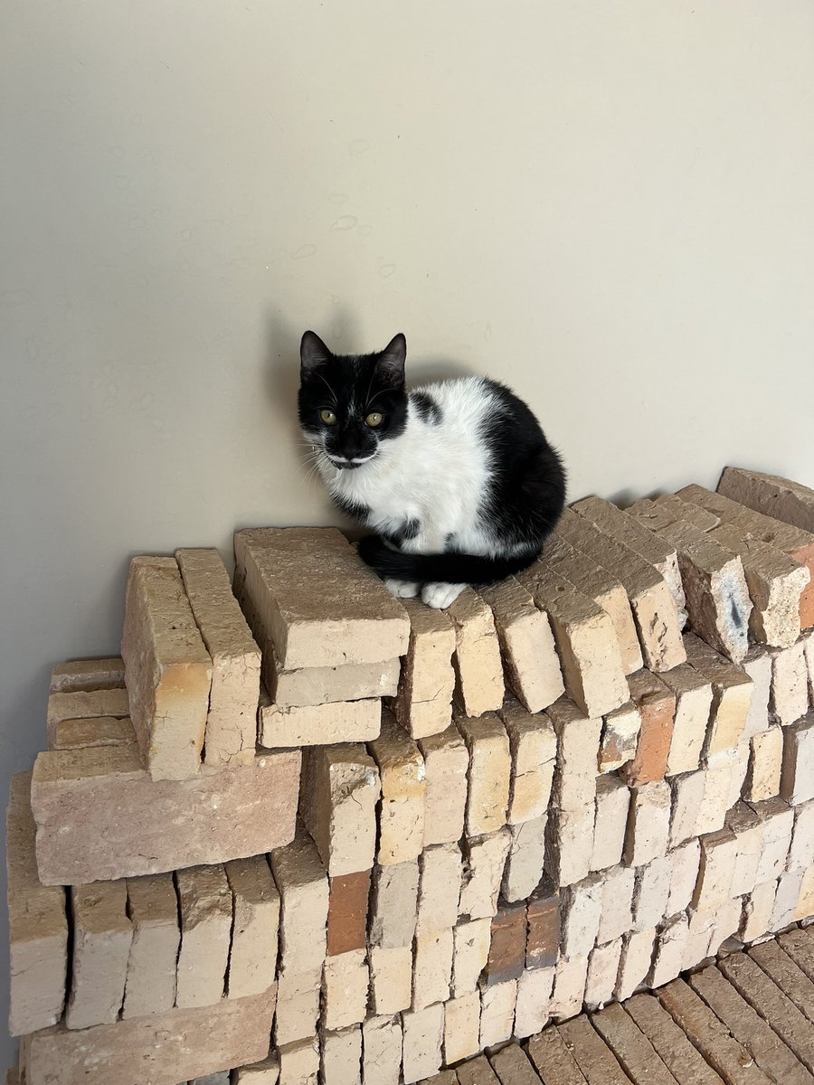 marianvpavon's tweet photo. Necesito ayuda para encontrarle a mi gatito 😭
Se llama Dante 
Es de color blanco y negro, tiene la patita un poco pelada porque hace poco se interno, esta con tratamiento medico
Portaba su collar verde 
Se perdio el Dia 10/07
Por favor si le ven me avisan, le extraño mucho!! https://t.co/V8jaav9m3X