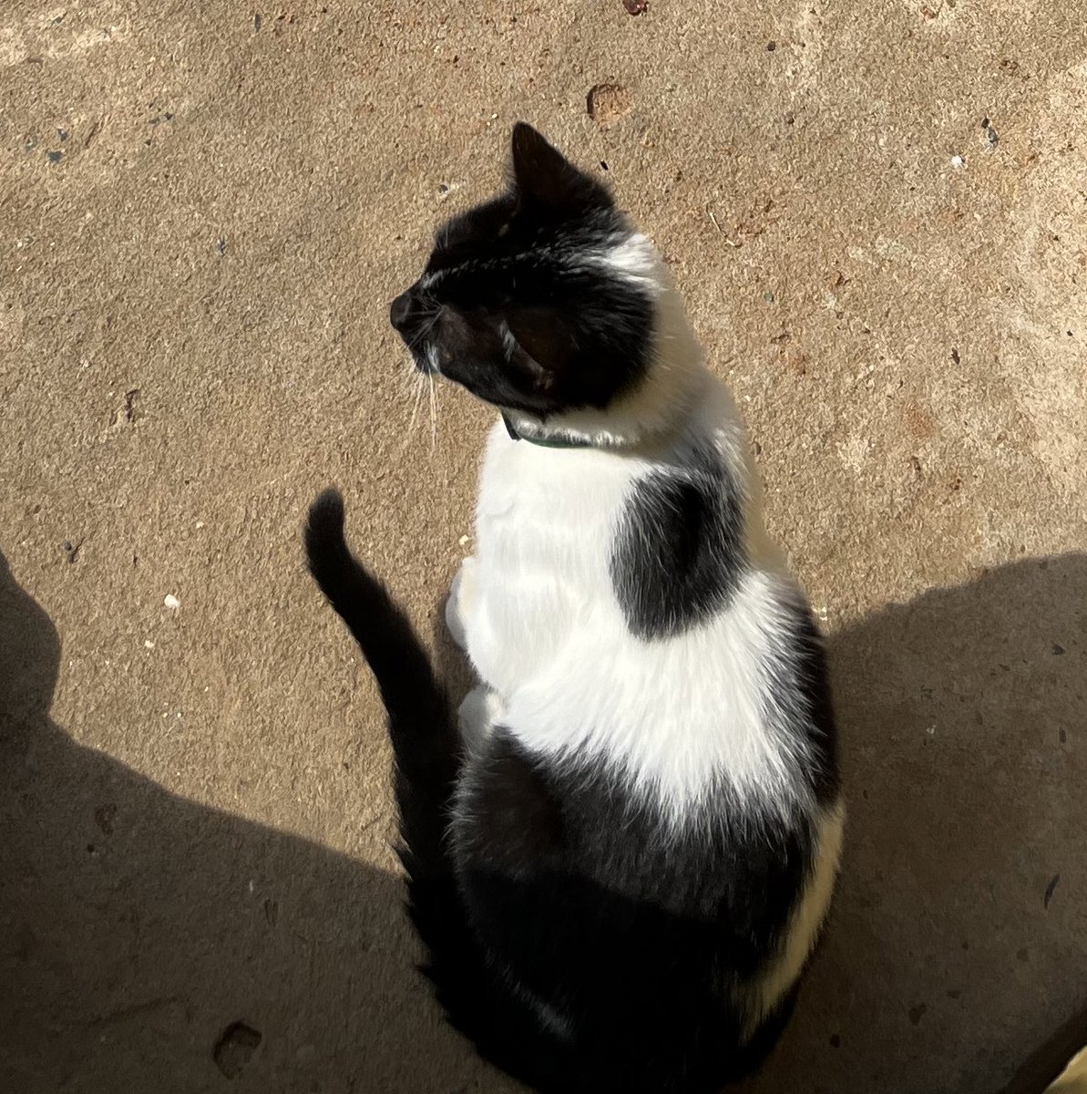 marianvpavon's tweet photo. Necesito ayuda para encontrarle a mi gatito 😭
Se llama Dante 
Es de color blanco y negro, tiene la patita un poco pelada porque hace poco se interno, esta con tratamiento medico
Portaba su collar verde 
Se perdio el Dia 10/07
Por favor si le ven me avisan, le extraño mucho!! https://t.co/V8jaav9m3X