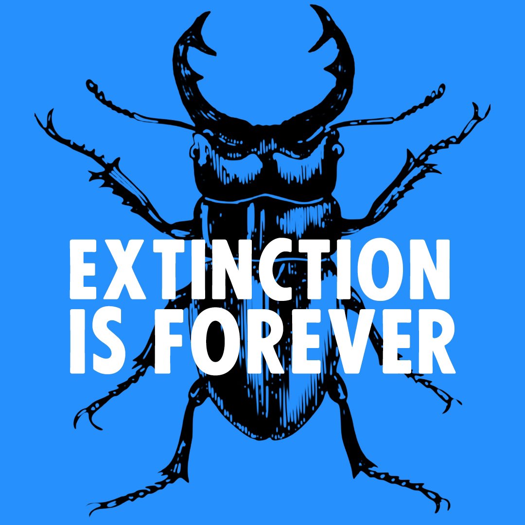 Klimaatzuster's tweet photo. @treemissions Rewild! Restore ecosystems instead of just planting trees 😊🙏
#rewilding #procesorientatednatureconservation #ponc https://t.co/ghIvy6XSo5