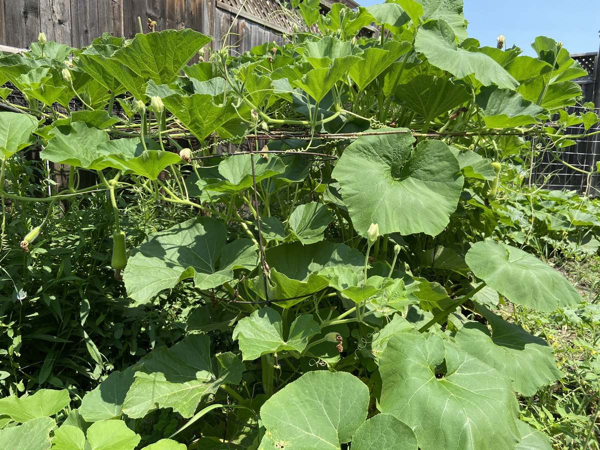 a whole day removing the weeds &amp; they’re back after a week of heavy rain. ps. see if you can find the 3 little opo squashes 🥹👨🏼‍🌾👩🏻‍🌾