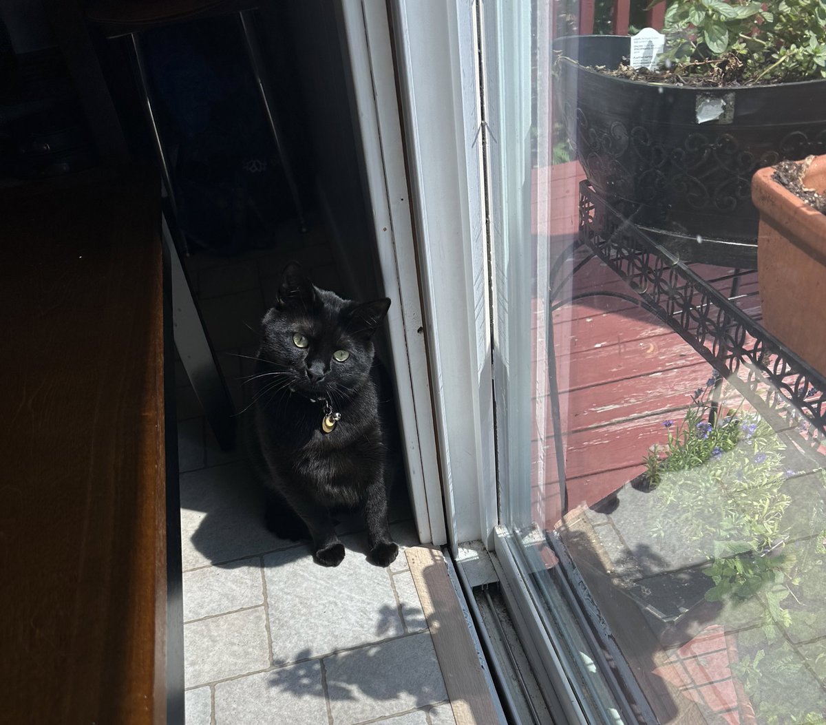 AngeliqueMGR's tweet photo. #Caturday tomando el sol… #CosmoThecat https://t.co/0X6UXmH6wY