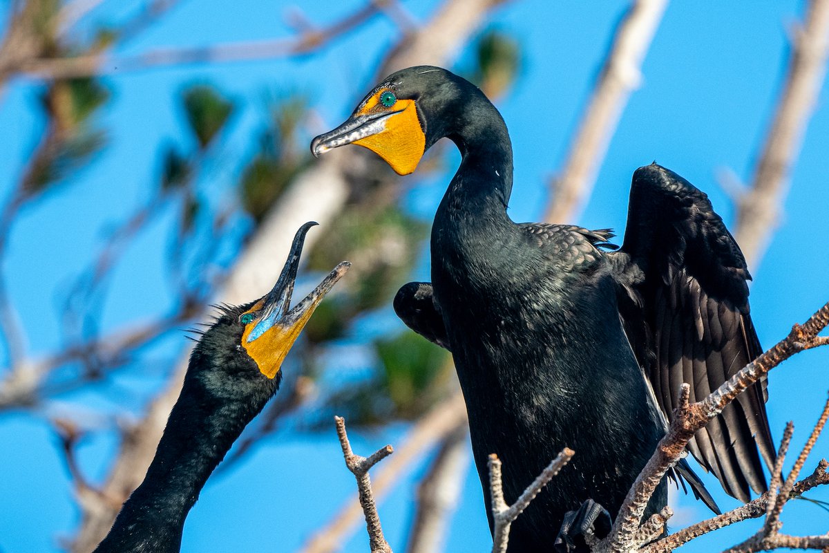 International Bird Rescue tweet media