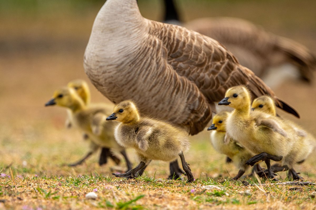 International Bird Rescue tweet media