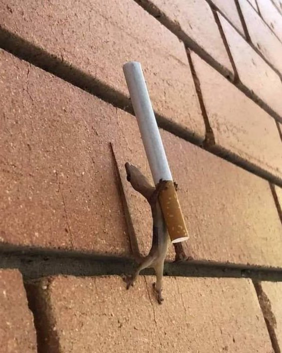 Skinny men when they pull it out https://t.co/ANHY2O1Wln