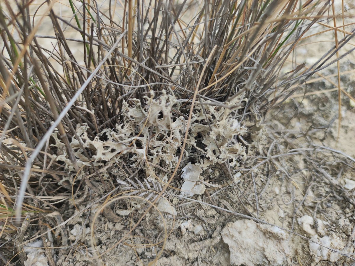 BrioLi_PPCC tweet media